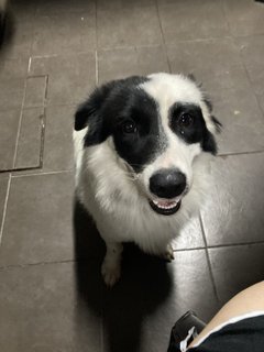 Junior  - Border Collie + Corgi Dog