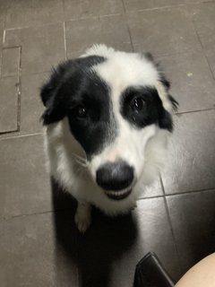 Junior  - Border Collie + Corgi Dog