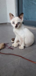 Sandy - Domestic Medium Hair Cat