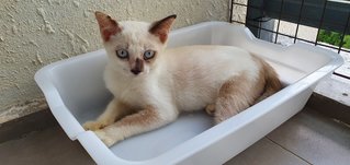 Sandy - Domestic Medium Hair Cat