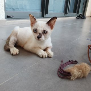 Sandy - Domestic Medium Hair Cat