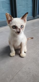 Sandy - Domestic Medium Hair Cat