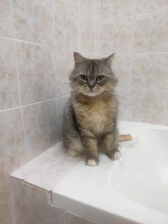 Dusty likes to watch people when they're in the bathroom!