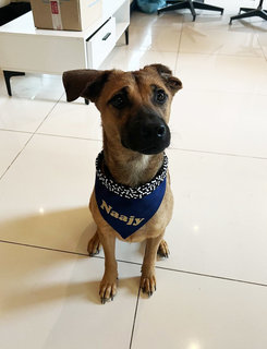 Young Male - Naajy - Mixed Breed Dog