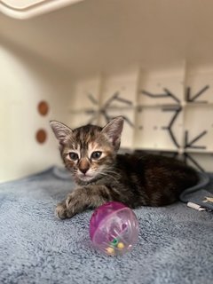 Lil Einstein, Coco &amp; Other Kittens  - Domestic Short Hair Cat