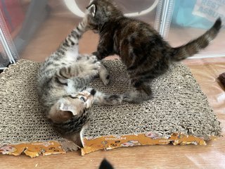 Lil Einstein, Coco &amp; Other Kittens  - Domestic Short Hair Cat