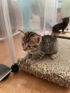 Lil Einstein, Coco &amp; Other Kittens  - Domestic Short Hair Cat