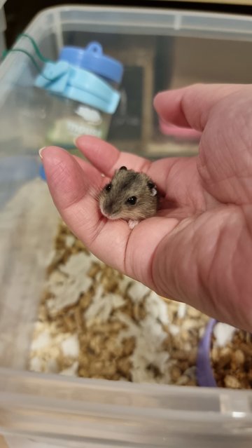 No Name - Short Dwarf Hamster Hamster