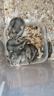 No Name - Short Dwarf Hamster Hamster