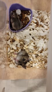 No Name - Short Dwarf Hamster Hamster