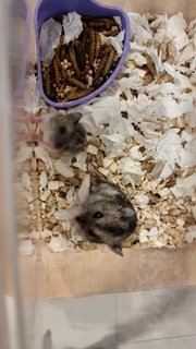 No Name - Short Dwarf Hamster Hamster