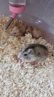 No Name - Short Dwarf Hamster Hamster