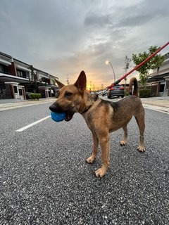 Bonzo - Mixed Breed Dog