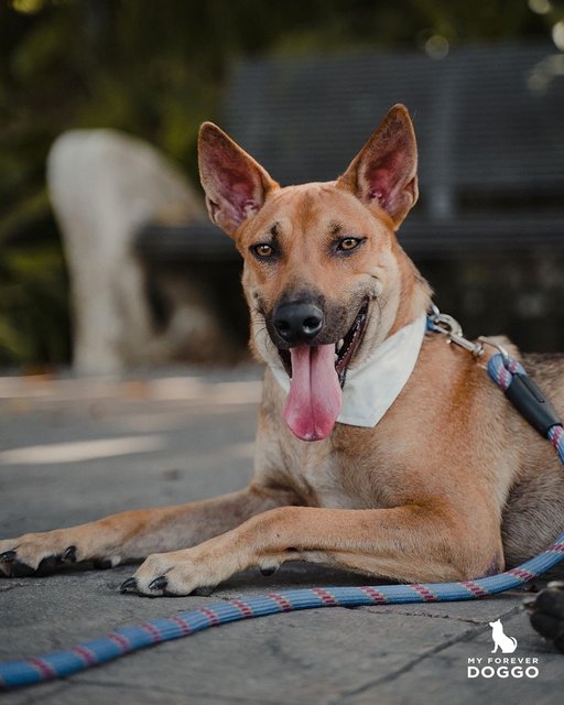 Bonzo - Mixed Breed Dog