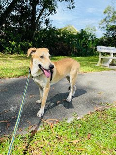 Momo. - Labrador Retriever Mix Dog