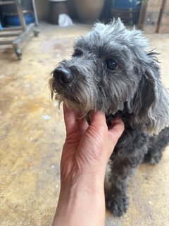 Black Color Poodle - Poodle Dog