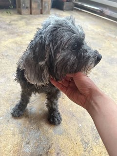 Black Color Poodle - Poodle Dog