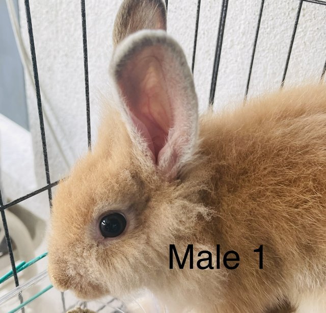 Cute Bunny - Angora Rabbit + Bunny Rabbit Rabbit