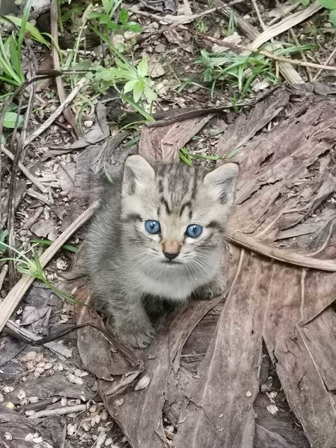 No Name Yet - Domestic Short Hair Cat