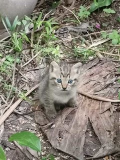 No Name Yet - Domestic Short Hair Cat