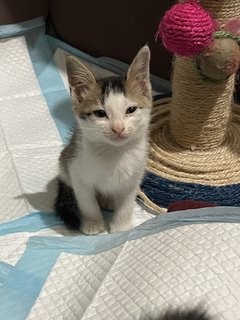 Oreo - Domestic Medium Hair Cat