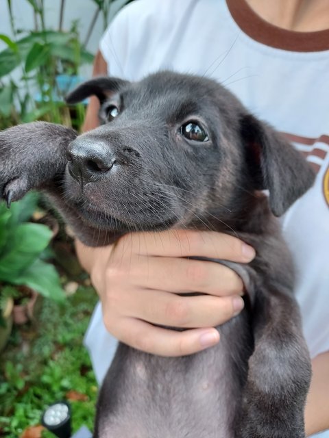 Aster - Mixed Breed Dog