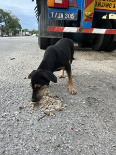 Puppy 34 - Mixed Breed Dog