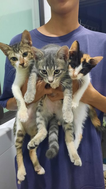 Comot, Jacko And Kerak - Domestic Short Hair Cat