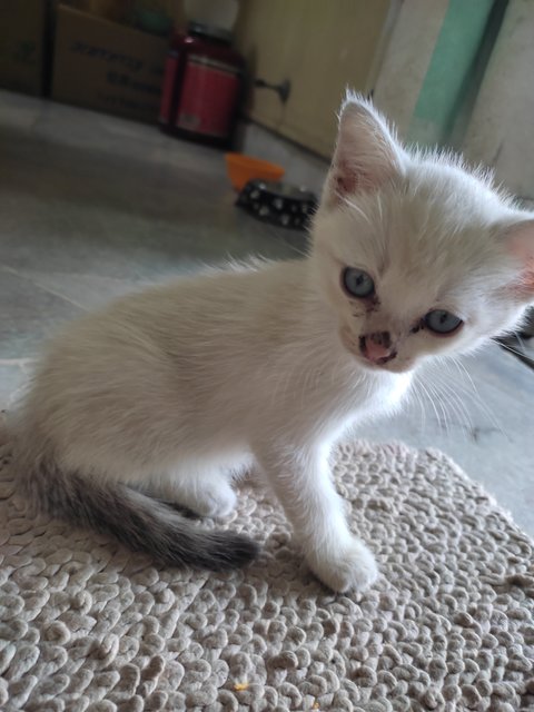  White - Domestic Short Hair Cat