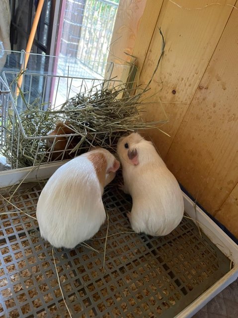 Snow And Lizzie - Guinea Pig Small & Furry