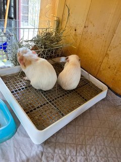 Snow And Lizzie - Guinea Pig Small & Furry