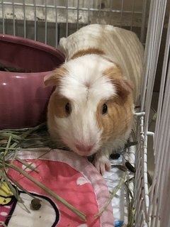 Snow And Lizzie - Guinea Pig Small & Furry