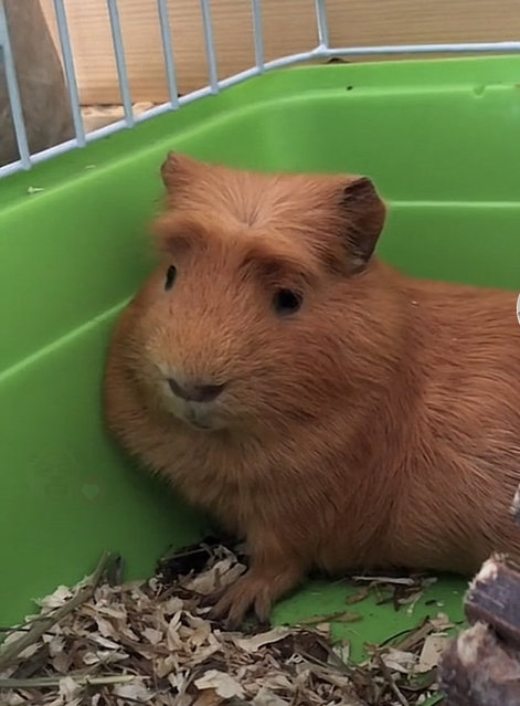 Biscoff  - Guinea Pig Small & Furry