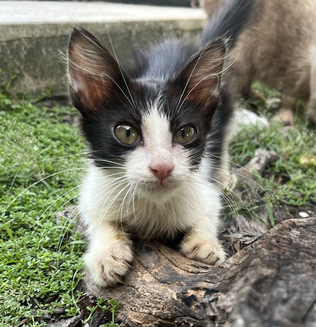 Michman - Domestic Medium Hair Cat