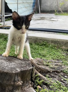 Michman - Domestic Medium Hair Cat