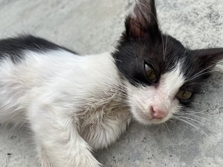 Michman - Domestic Medium Hair Cat