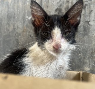 Michman - Domestic Medium Hair Cat