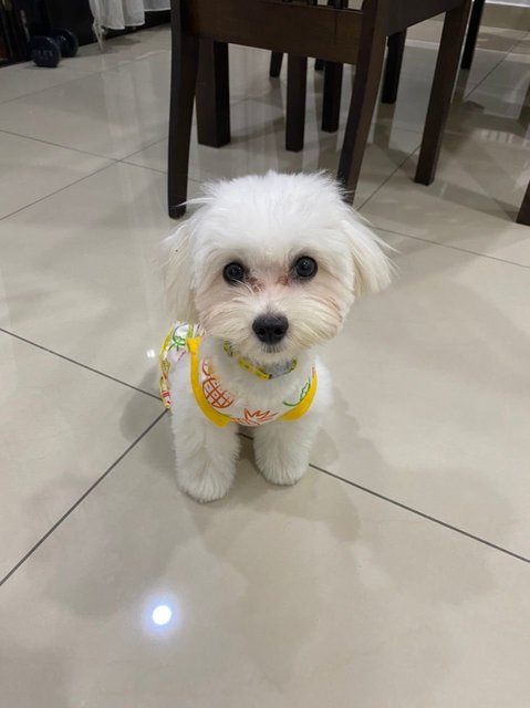 Luna - Maltese Dog