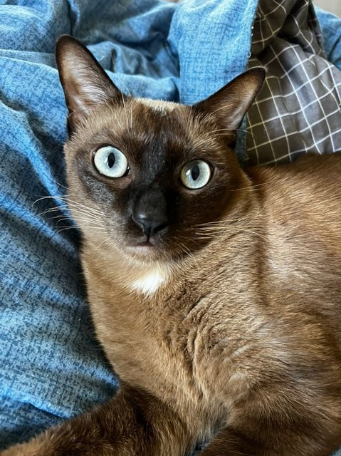 Leo - Siamese Cat