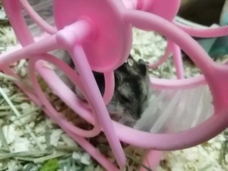 PF116488 - Short Dwarf Hamster Hamster