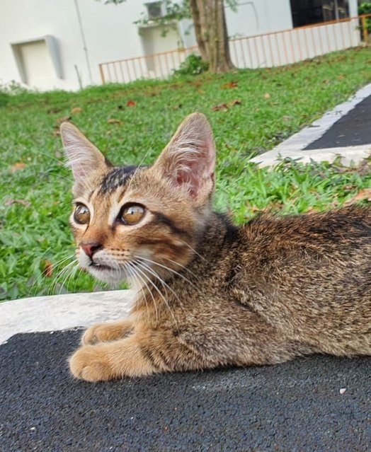 Oreo - Domestic Short Hair Cat