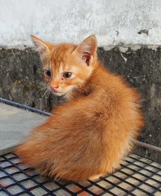 Ginger - Domestic Short Hair Cat