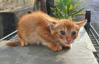 Ginger - Domestic Short Hair Cat