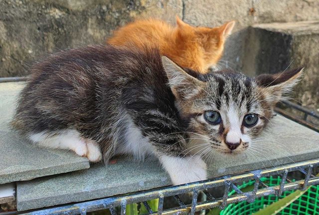 Tamtam - Domestic Short Hair Cat