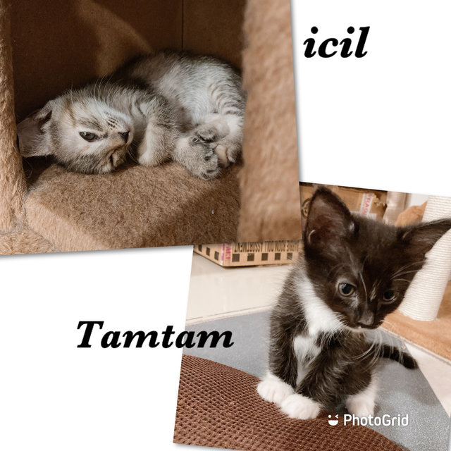 Tamtam &amp; Icil - Tuxedo + Tabby Cat