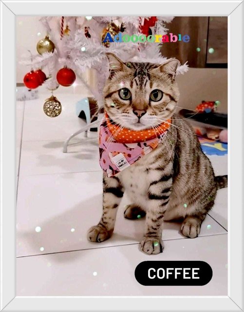 Coffee - Tabby Cat