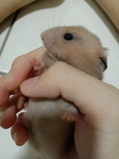 Kong - Syrian / Golden Hamster Hamster