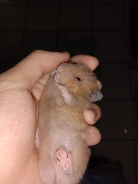 Kong - Syrian / Golden Hamster Hamster