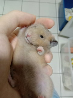 Kong - Syrian / Golden Hamster Hamster