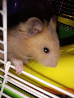 Kong - Syrian / Golden Hamster Hamster